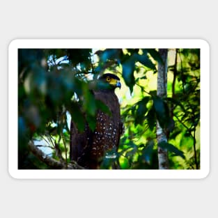 Eagle blue / Swiss Artwork Photography Sticker